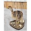 Image 5 : Baby Ostrich Full Body Taxidermy Mount