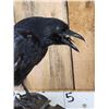Image 2 : European Carrion Crow On An Antique Mantle Clock Full Body Bird Taxidermy