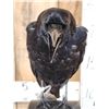 Image 5 : European Carrion Crow On An Antique Mantle Clock Full Body Bird Taxidermy