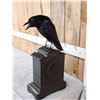 Image 6 : European Carrion Crow On An Antique Mantle Clock Full Body Bird Taxidermy