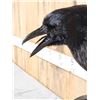 Image 7 : European Carrion Crow On An Antique Mantle Clock Full Body Bird Taxidermy