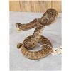 Image 3 : Big Diamondback Rattlesnake Full Body Taxidermy Mount
