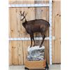 Image 1 : Alpine Chamois Full Body Taxidermy Mount