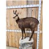 Image 2 : Alpine Chamois Full Body Taxidermy Mount