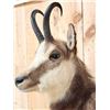 Image 4 : Alpine Chamois Full Body Taxidermy Mount