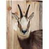 Image 5 : Alpine Chamois Full Body Taxidermy Mount