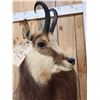 Image 7 : Alpine Chamois Full Body Taxidermy Mount