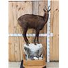 Image 8 : Alpine Chamois Full Body Taxidermy Mount