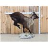 Image 1 : Himalayan Tahr Full Body Taxidermy Mount
