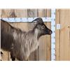 Image 3 : Himalayan Tahr Full Body Taxidermy Mount
