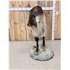 Image 4 : Himalayan Tahr Full Body Taxidermy Mount