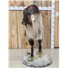 Image 5 : Himalayan Tahr Full Body Taxidermy Mount