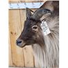 Image 6 : Himalayan Tahr Full Body Taxidermy Mount