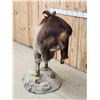 Image 8 : Himalayan Tahr Full Body Taxidermy Mount