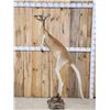 Image 10 : Rare Kangaroo Full Body Taxidermy Mount