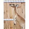 Image 11 : Rare Kangaroo Full Body Taxidermy Mount