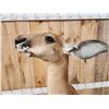 Image 12 : Rare Kangaroo Full Body Taxidermy Mount