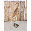 Image 8 : Rare Kangaroo Full Body Taxidermy Mount