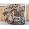 Image 1 : African Spotted Hyena Eating A Baboon Full Body Taxidermy Mount