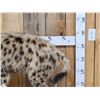 Image 2 : African Spotted Hyena Eating A Baboon Full Body Taxidermy Mount