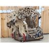 Image 4 : African Spotted Hyena Eating A Baboon Full Body Taxidermy Mount