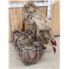 Image 8 : African Spotted Hyena Eating A Baboon Full Body Taxidermy Mount