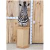 Image 1 : Zebra Pedestal Taxidermy Mount