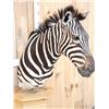 Image 2 : Zebra Pedestal Taxidermy Mount
