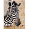Image 3 : Zebra Pedestal Taxidermy Mount