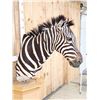 Image 4 : Zebra Pedestal Taxidermy Mount