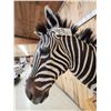 Image 7 : Zebra Pedestal Taxidermy Mount