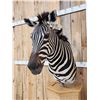 Image 8 : Zebra Pedestal Taxidermy Mount