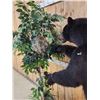 Image 10 : Black Bear Raiding A Bee Hive Full Body Taxidermy Mount