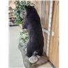 Image 11 : Black Bear Raiding A Bee Hive Full Body Taxidermy Mount