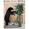 Image 1 : Black Bear Raiding A Bee Hive Full Body Taxidermy Mount