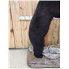 Image 3 : Black Bear Raiding A Bee Hive Full Body Taxidermy Mount
