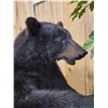 Image 4 : Black Bear Raiding A Bee Hive Full Body Taxidermy Mount