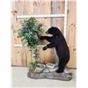 Image 5 : Black Bear Raiding A Bee Hive Full Body Taxidermy Mount