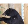 Image 6 : Black Bear Raiding A Bee Hive Full Body Taxidermy Mount
