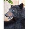 Image 7 : Black Bear Raiding A Bee Hive Full Body Taxidermy Mount