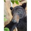 Image 8 : Black Bear Raiding A Bee Hive Full Body Taxidermy Mount