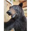 Image 9 : Black Bear Raiding A Bee Hive Full Body Taxidermy Mount