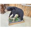 Image 10 : Black Bear Full Body Taxidermy Mount