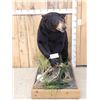 Image 1 : Black Bear Full Body Taxidermy Mount