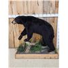Image 2 : Black Bear Full Body Taxidermy Mount