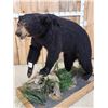 Image 4 : Black Bear Full Body Taxidermy Mount