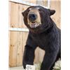 Image 5 : Black Bear Full Body Taxidermy Mount