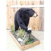 Image 6 : Black Bear Full Body Taxidermy Mount
