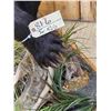 Image 7 : Black Bear Full Body Taxidermy Mount