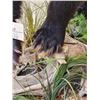 Image 8 : Black Bear Full Body Taxidermy Mount